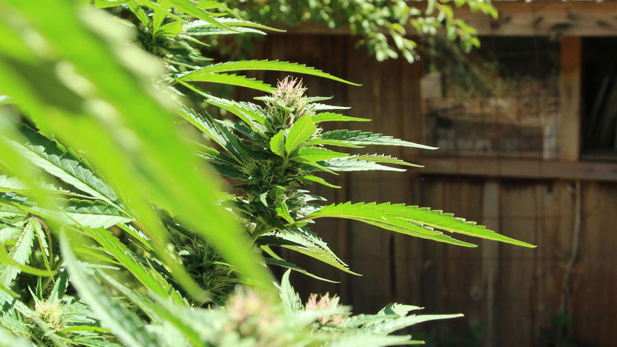 How To Grow Cannabis In Your Garden - Modern Farmer