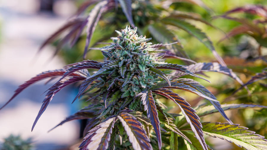 Our Guide To Landscaping With Marijuana Plants Sunset Magazine
