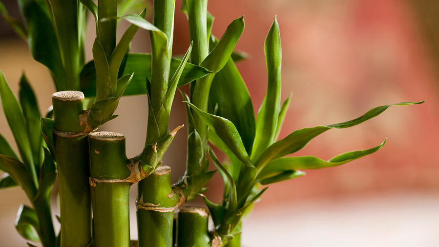 How to Grow Bamboo, Houseplant-Style - Sunset Magazine