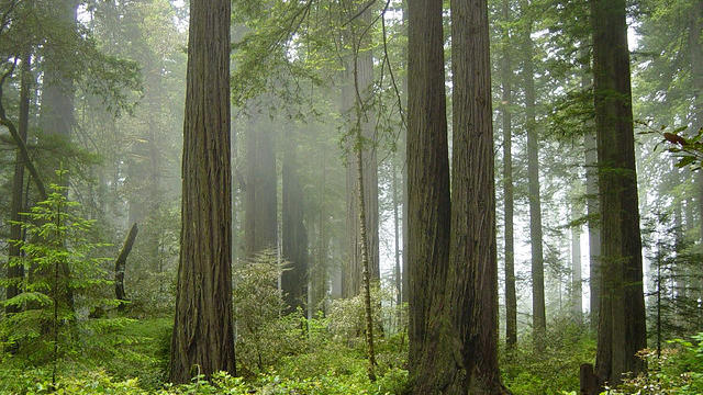 Searching for Bigfoot