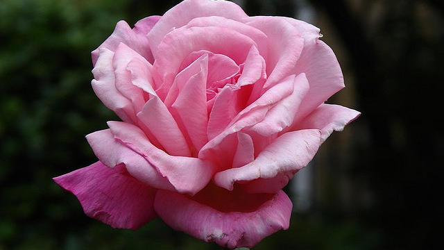 How to deadhead roses