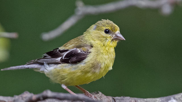 10 Great Tips For Feeding Backyard Birds Sunset Magazine
