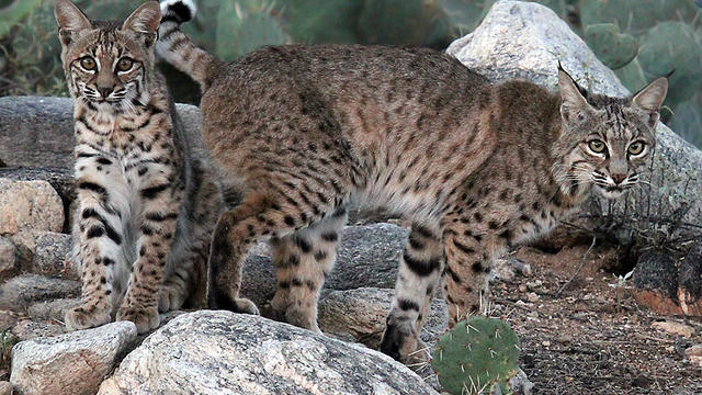 California bans bobcat trapping