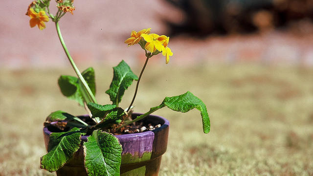 Fall Gardening: 4 Drought-Busting Plant Combos for a Cooler Planet