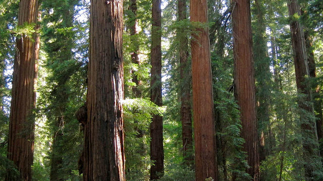 Choose Your Own (CA Parks) Adventure