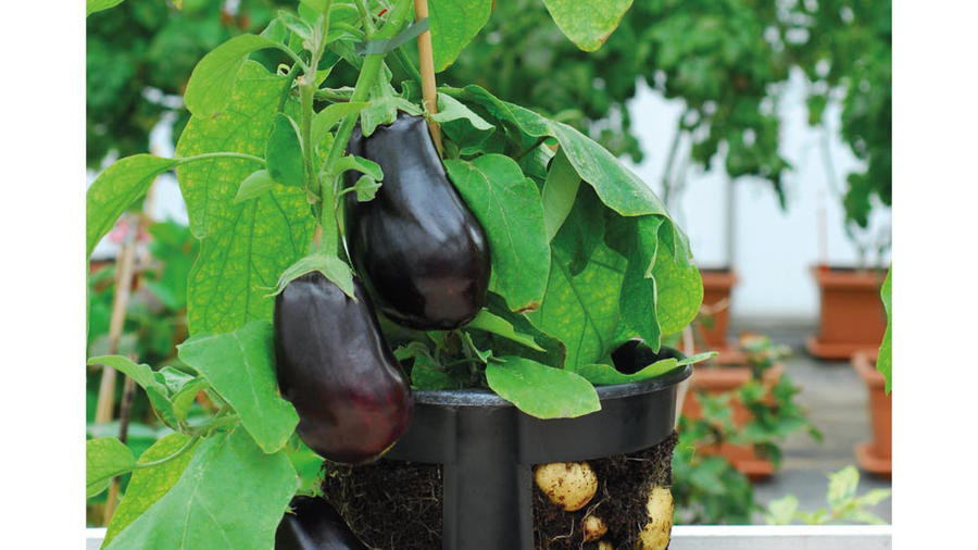 Would you grow this hybrid plant?