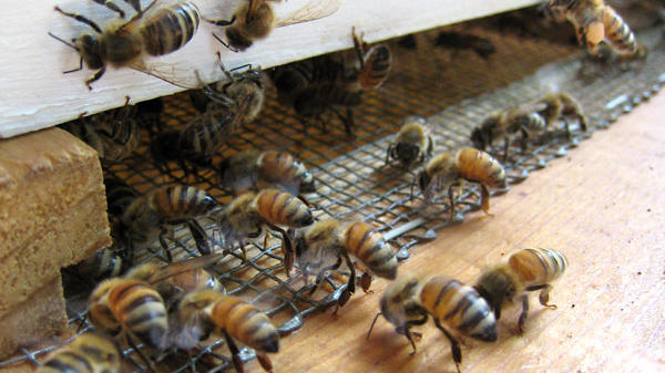 Apiary airconditioning