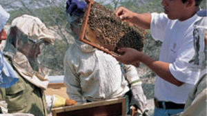 The sweet gift of honey bees