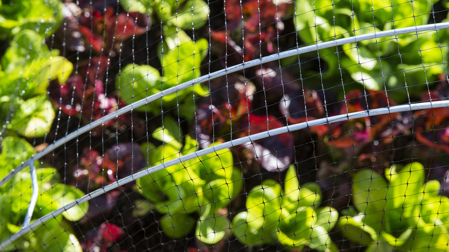 Net Netting 30x30x2mm Twisted String Anti Bird Crop Plant Garden Veg Protection