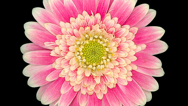 4 ways to display larger-than-life blooms