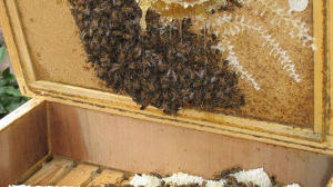 New honeycomb in November makes us thankful Veronica’s doing so well