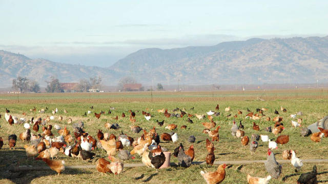 Build a Better Chicken Farm