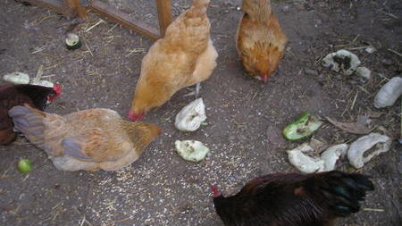 Goodbye, Summer Crops; Hello, Winter Feast