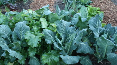 A most impatient gardener