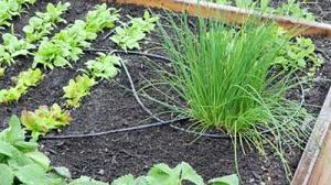 How Less Water Means More Vegetables