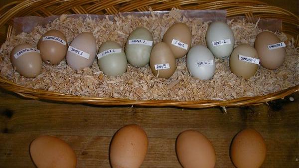 An Eggstraordinarily Sentimental Souvenir