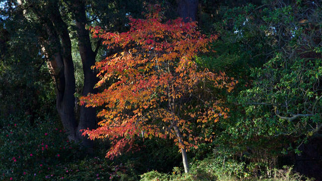 Fall Color in the Sunset Garden