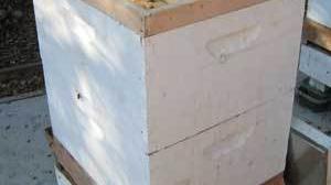 Varroa mites are overtaking Veronica
