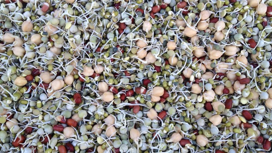 Farmers’ market find: sprouted beans and lentils