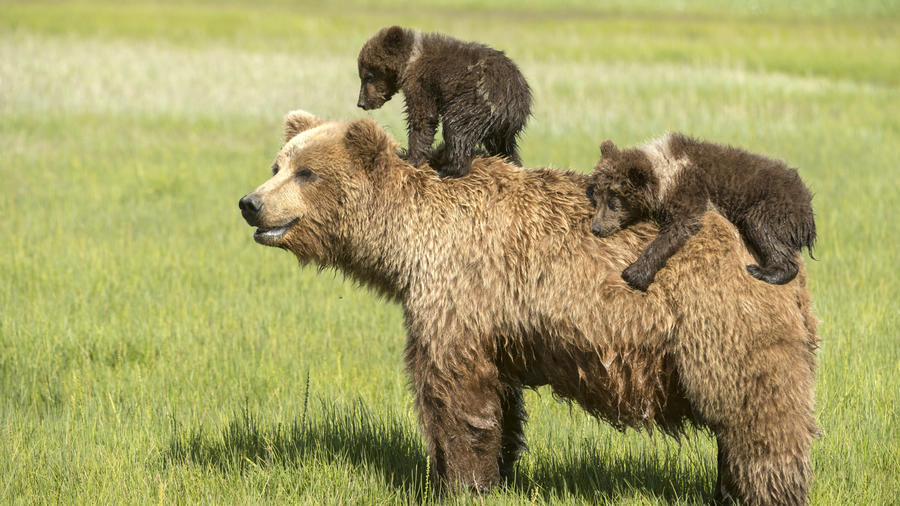 newborn grizzly bear cubs