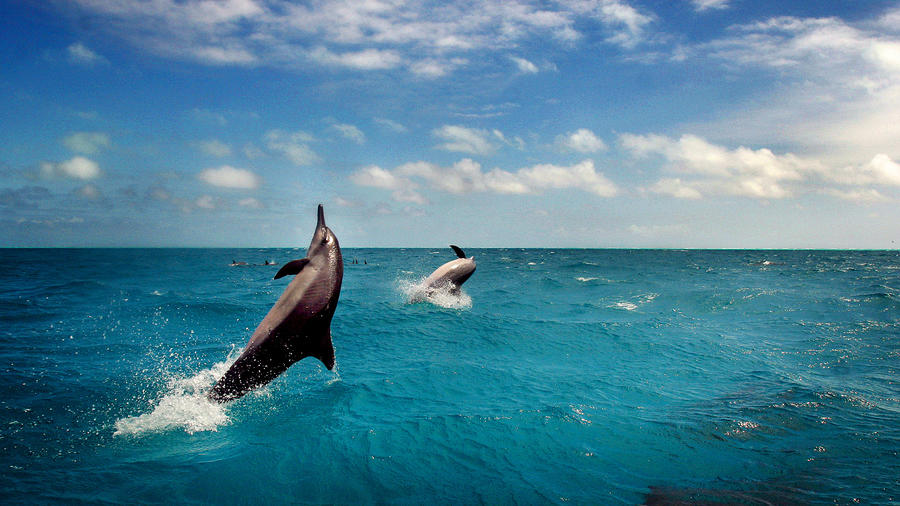 Whale victory: Navy agrees to mute its sonar