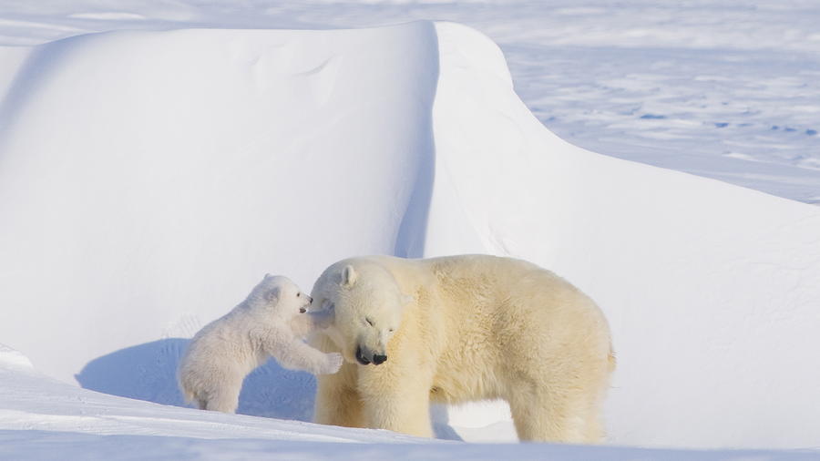 Shell stops drilling in Alaska's Chukchi Sea after long environmental battle