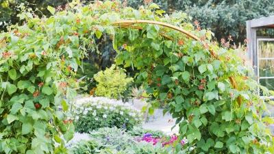 No ordinary trellis
