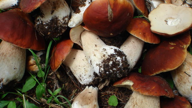Head To Telluride S Fabulous Mushroom Festival Sunset Magazine Head To Telluride S Fabulous Mushroom Festival Sunset Magazine
