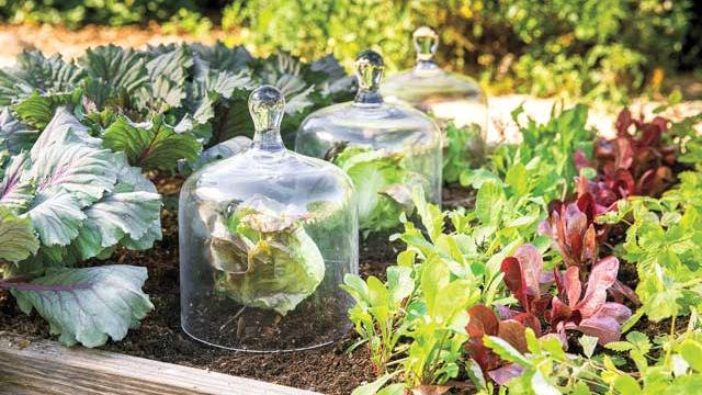 Baby, it’s cold outside—protect your garden from frost