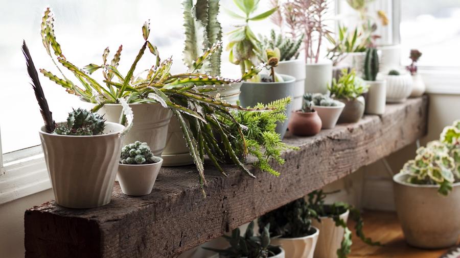 Everything you always wanted to know about houseplants*