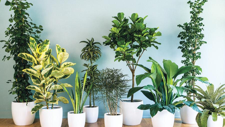 Foolproof Ways To Keep Your Houseplants Watered On Vacation Foolproof Ways To Keep Your Houseplants Watered On Vacation