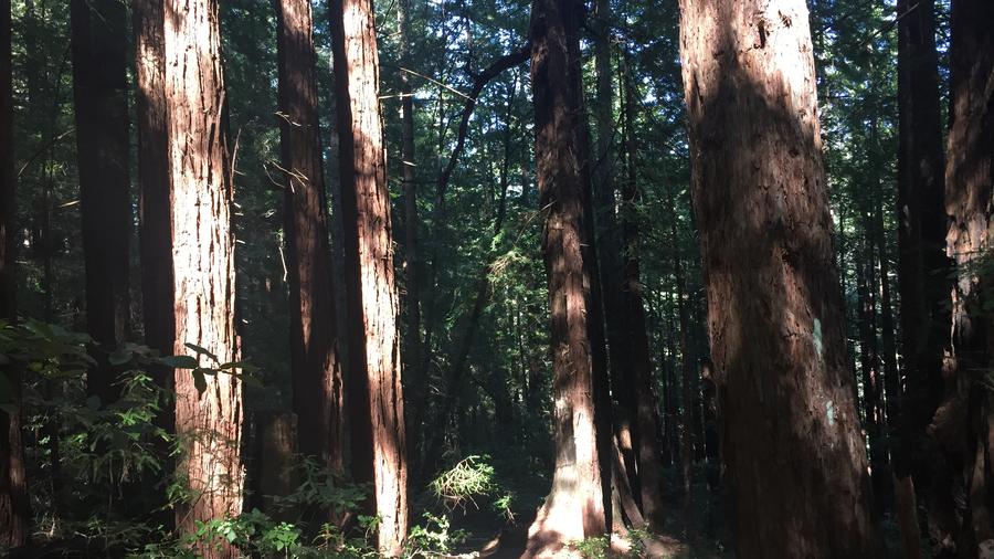 Coastal day trip: Pescadero’s spectacular views, hiking and picnic spots
