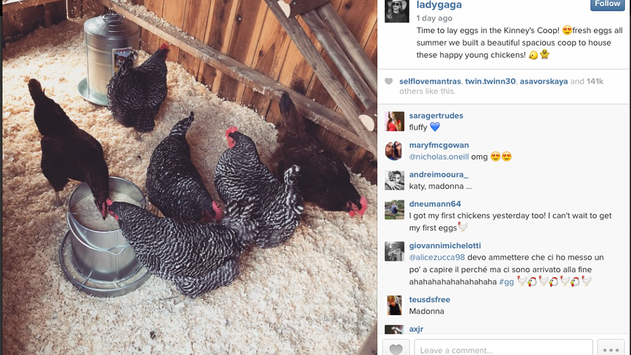 lady-gagas-chickens.png