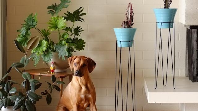 Leggy stands: high heels for your planters