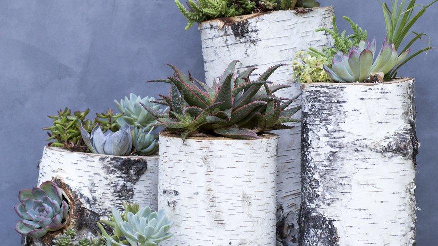 Make a succulent centerpiece