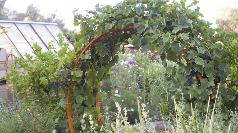 Trellis Heaven