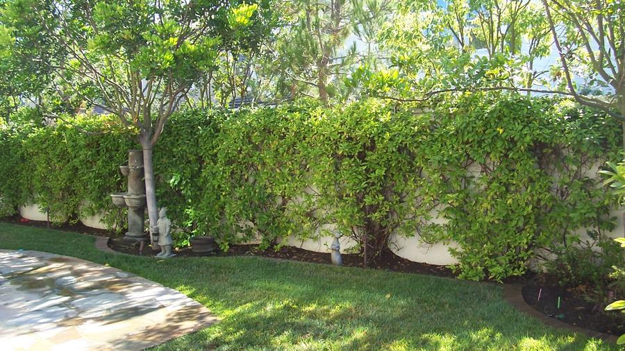 Lose the Lawn: before and after in Newport Beach, CA