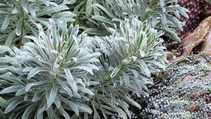 Planting Ideas: Frosty Blue Froth