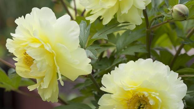 Blooming in the Test Garden: itoh peonies
