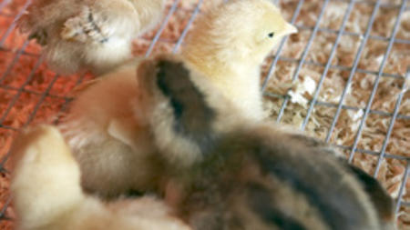 Free downloadable guides to raising chickens and honeybees; making wine, beer, vinegar, cheese, salt, and olive oil; and growing crops in your back yard
