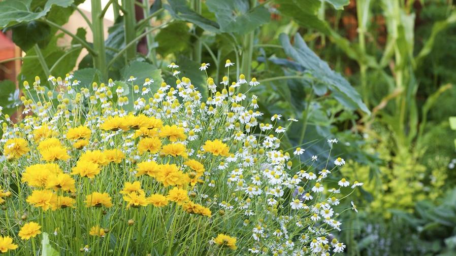 How to attract pollinators to your veggie garden Sunset Magazine