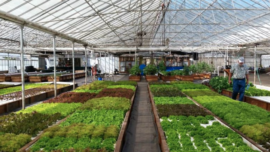 Can we grow crops using 90% less water?