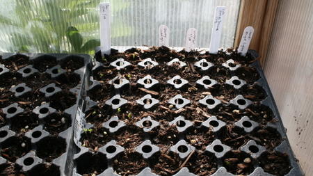 Starting from seed