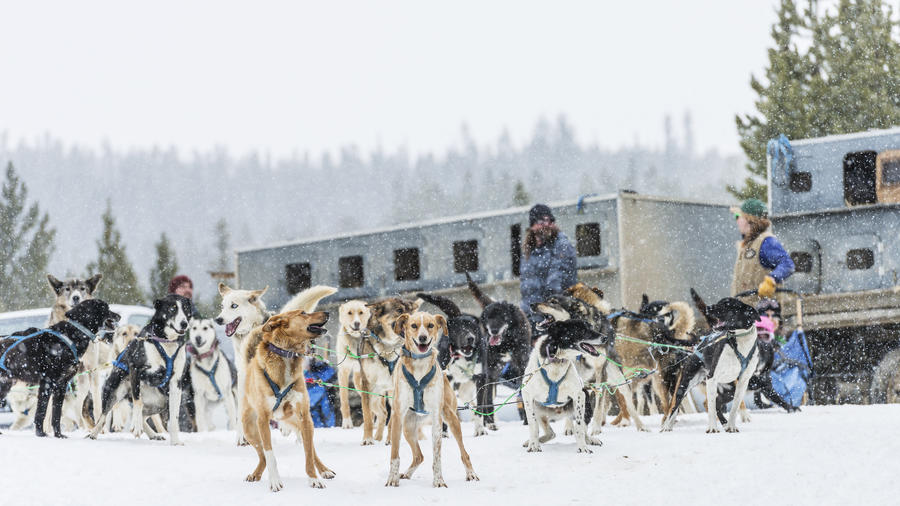 spirit of the north dog sled adventures