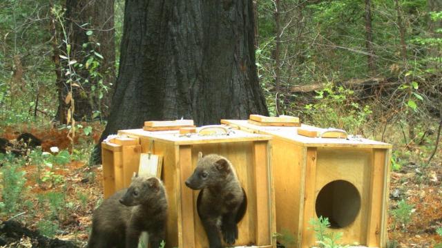 Orphaned fisher kits move into new home, Yosemite National Park