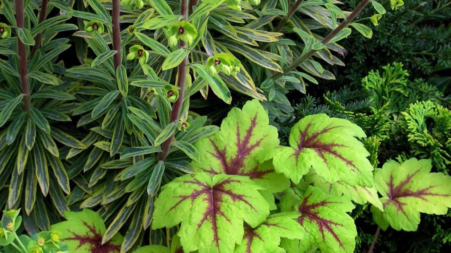 Planting Ideas: Orchestral Movement in the Key of Lime