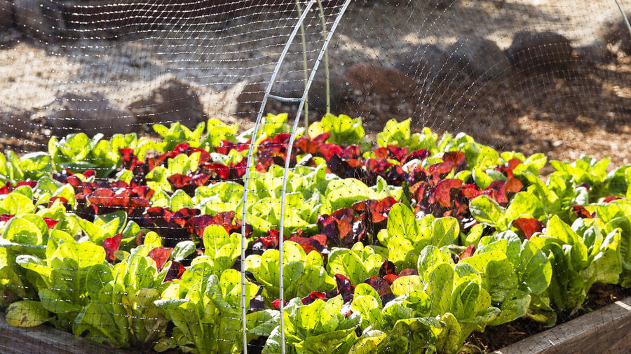 Protect Your Backyard Vegetables From, How To Keep Birds Out Of Garden Beds