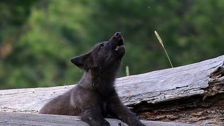 Oregon’s wolves might lose endangered species status