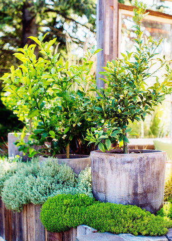 How to Repot a Citrus Tree - Sunset Magazine