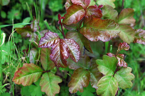 4 Ways to Protect Yourself Against Poison Ivy, Oak, and Sumac - Sunset